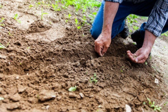 man kneeling in soil planting seeds