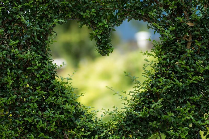heart-cutout-in-hedge