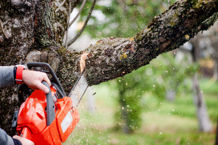 Operator cutting branch with chainsaw