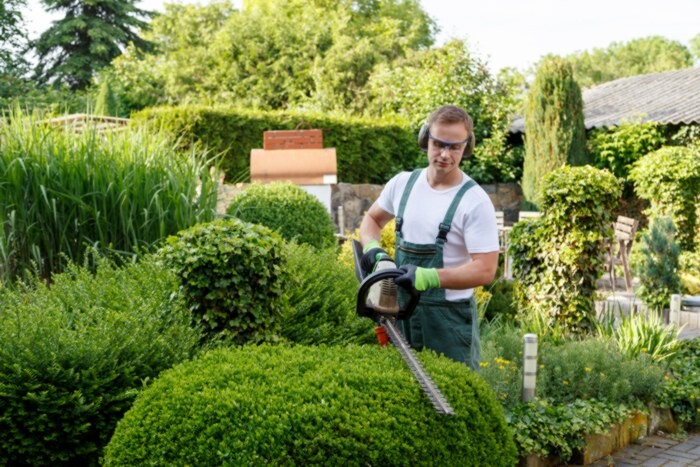 gardener trimming a bush with a hedge trimmer