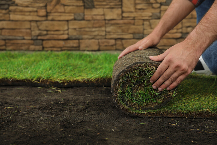 Roll of lawn being laid