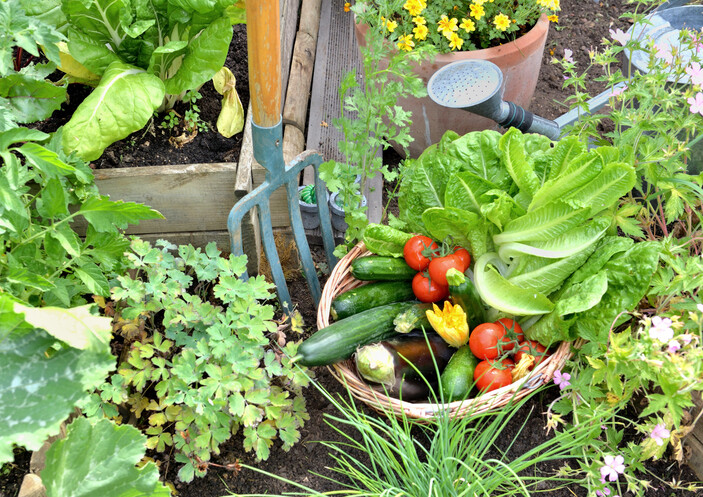 Various vegetables in garden