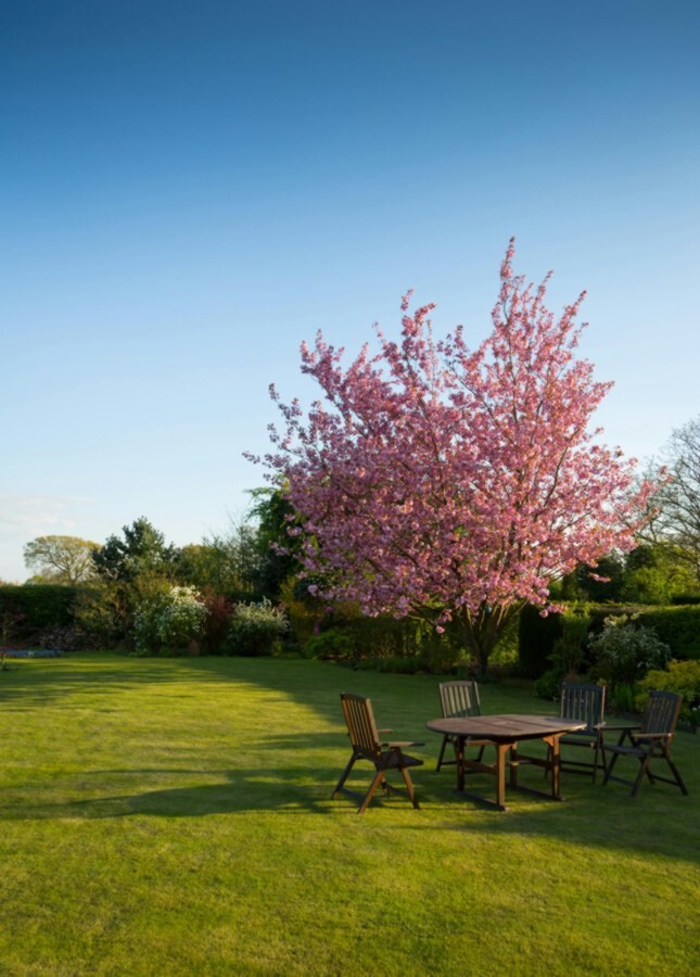 cherry tree in bloom