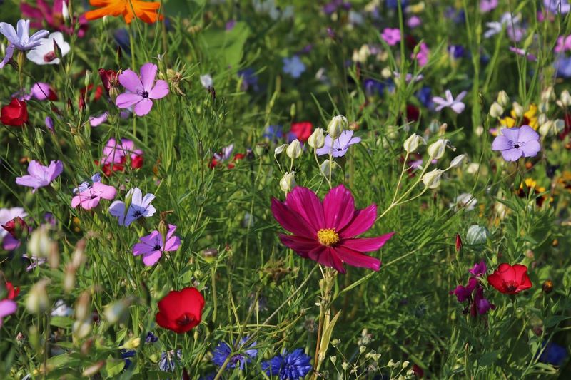 wild-spring-flowers