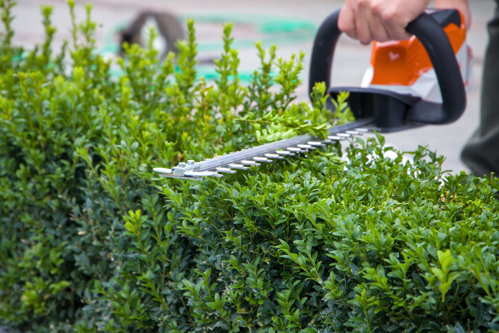 Worker cutting hedge with hedge trimmer